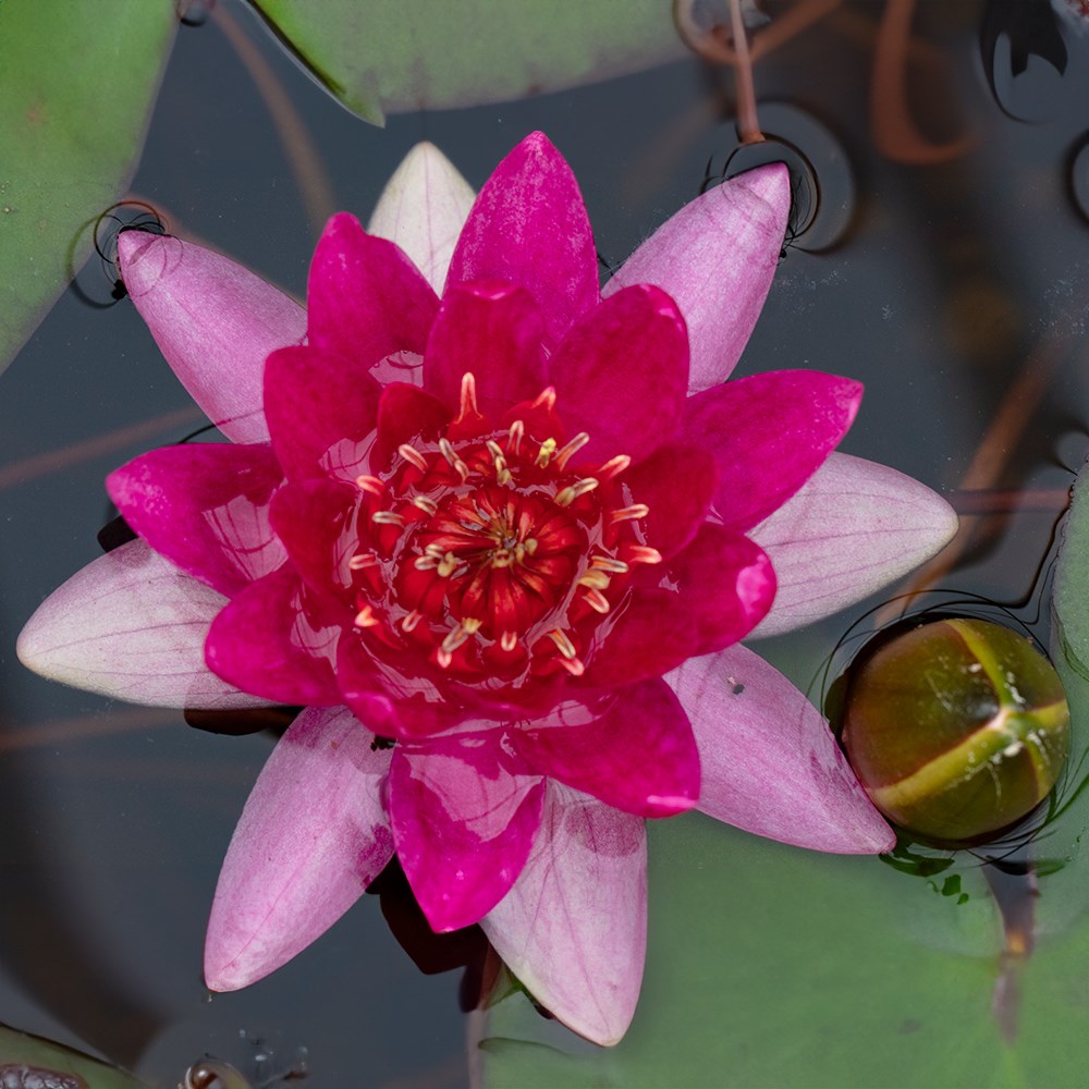 <i>Nymphaea</i> 'Laydekeri Fulgens'