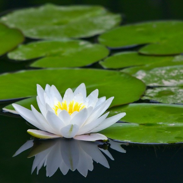 <i>Nymphaea</i> 'Marliacea Albida'