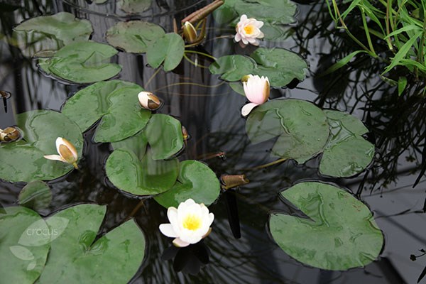 <i>Nymphaea</i> 'Marliacea Carnea'
