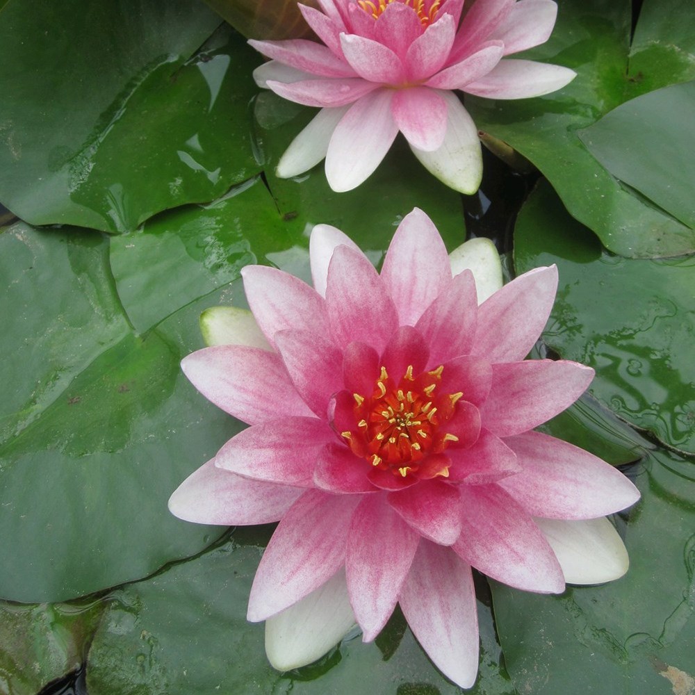 <i>Nymphaea</i> 'Mrs Richmond'