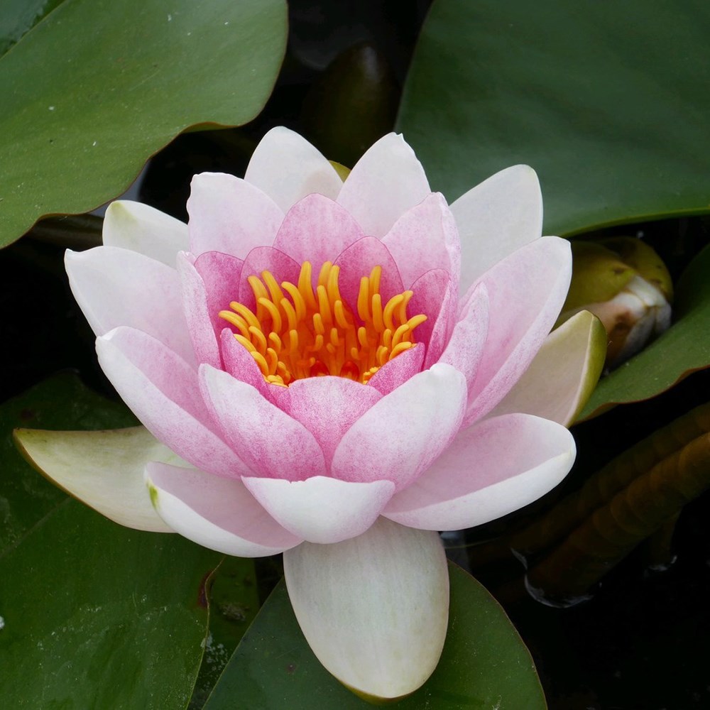 <i>Nymphaea</i> 'Mrs Richmond'