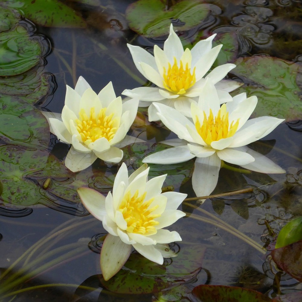 <i>Nymphaea</i> 'Pygmaea Helvola'