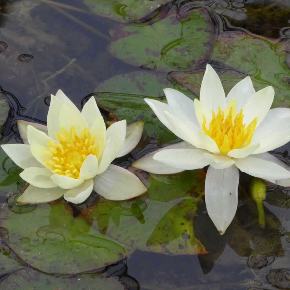 <i>Nymphaea</i> 'Pygmaea Helvola'