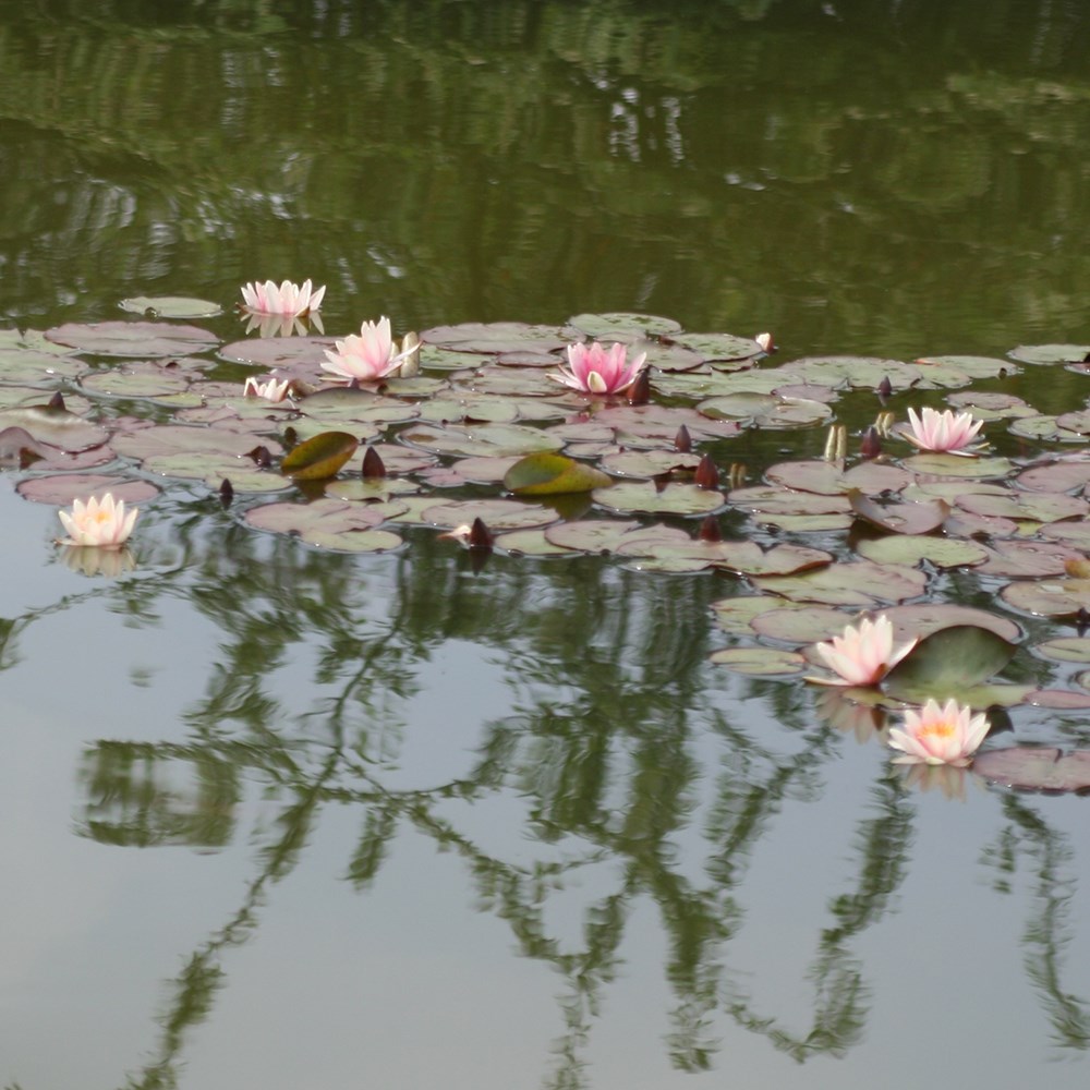 <i>Nymphaea</i> 'Sioux'