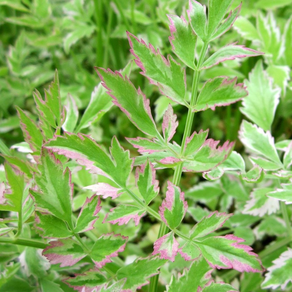 <i>Oenanthe japonica</i> 'Flamingo'