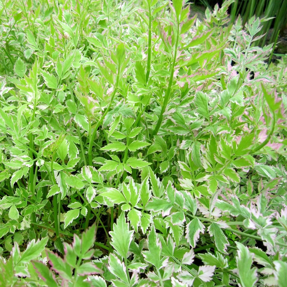 <i>Oenanthe japonica</i> 'Flamingo'