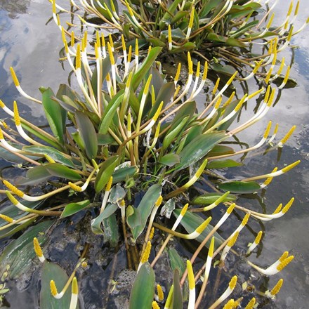 Orontium aquaticum