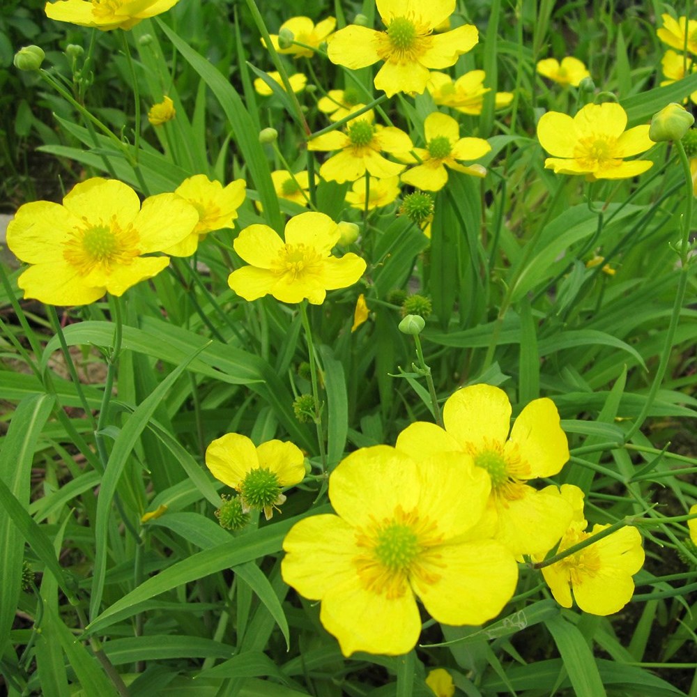 <i>Ranunculus flammula</i> 