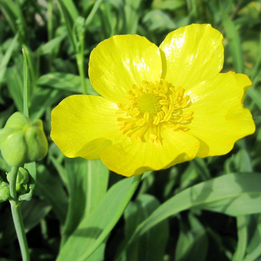 <i>Ranunculus lingua</i> 'Grandiflorus'