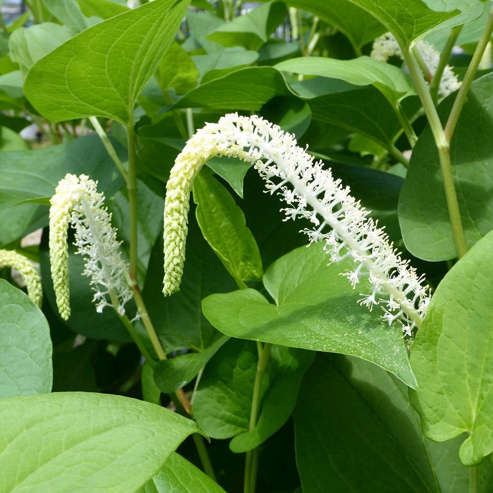 <i>Saururus cernuus</i> 