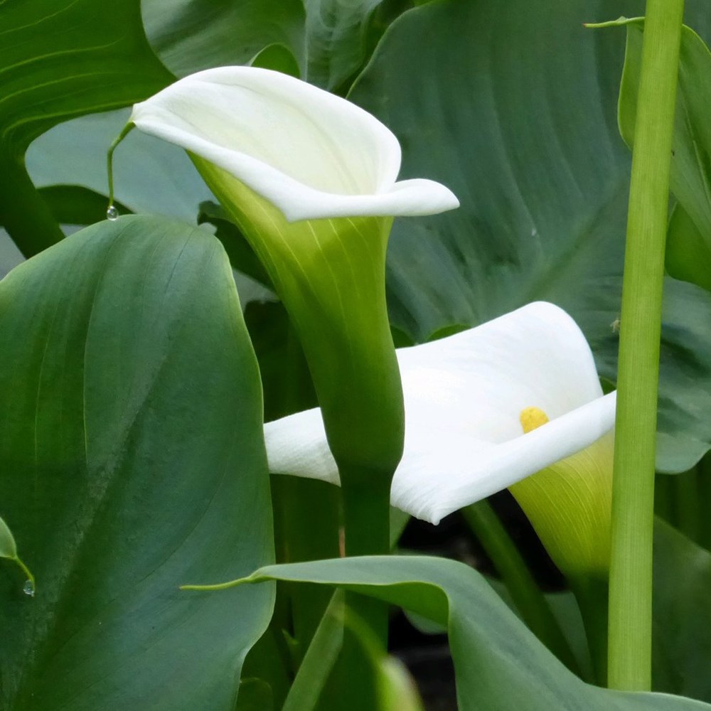 <i>Zantedeschia aethiopica</i> 'Crowborough'