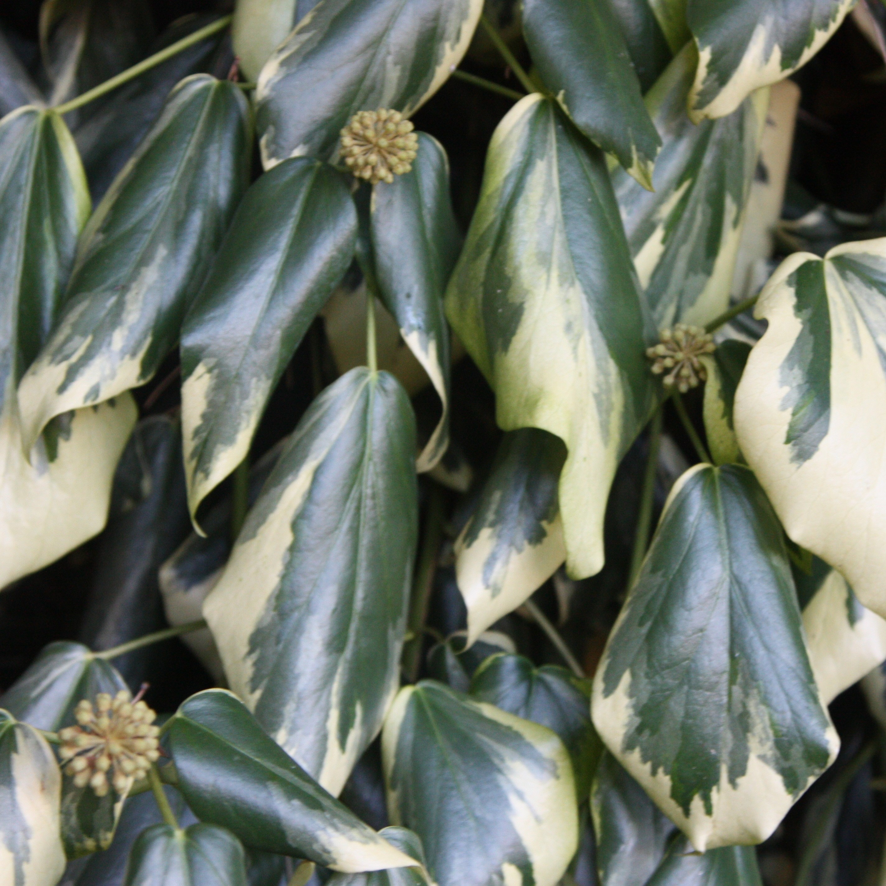 <i>Hedera colchica</i> 'Dentata Variegata'
