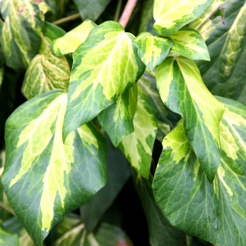 <i>Hedera colchica</i> 'Sulphur Heart'