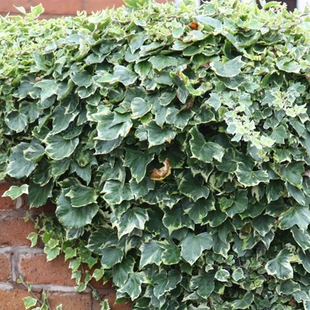 <i>Hedera helix</i> 'Glacier'