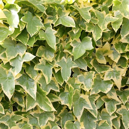 Hedera helix Goldchild