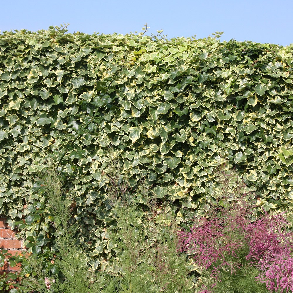 <i>Hedera helix</i> 'Goldchild'