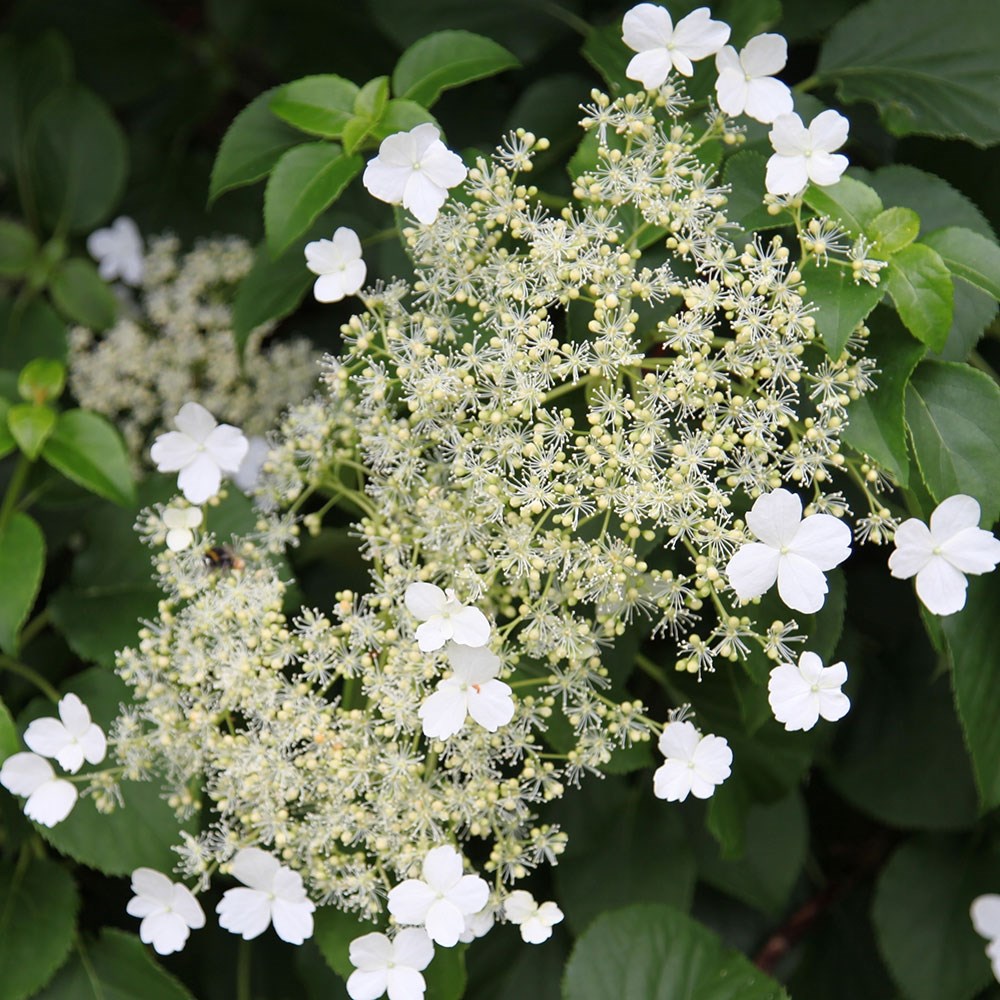 <i>Hydrangea petiolaris</i> 