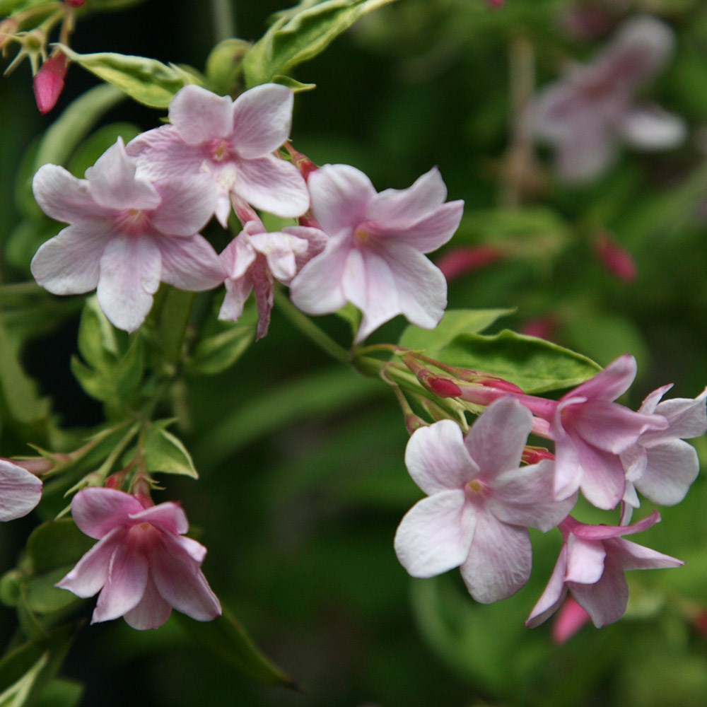 <i>Jasminum</i> × <i>stephanense</i>