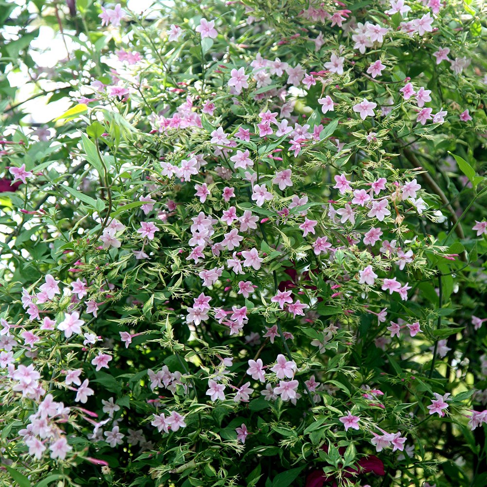 <i>Jasminum</i> × <i>stephanense</i>
