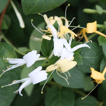 Lonicera japonica Halls Prolific