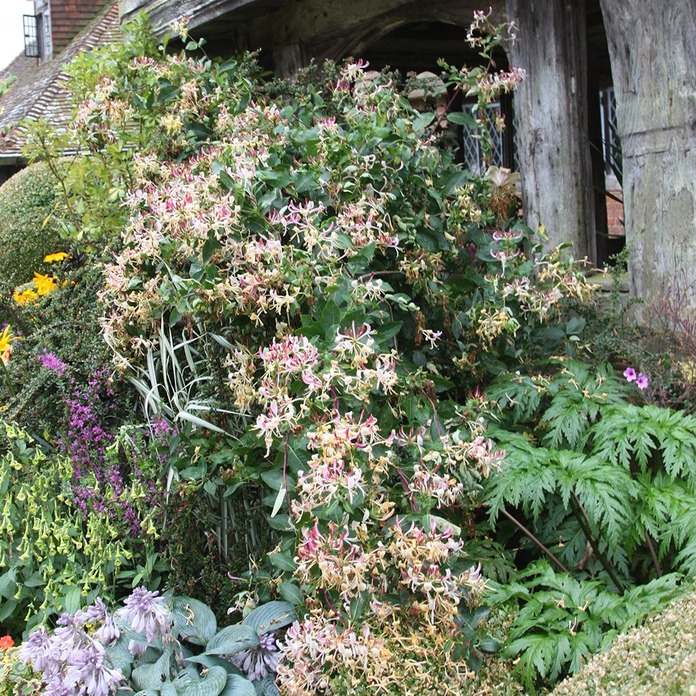 <i>Lonicera periclymenum</i> 'Serotina'