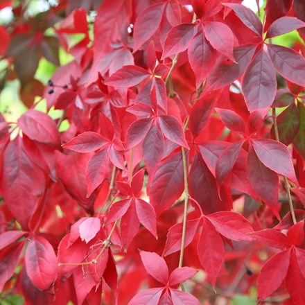 Parthenocissus quinquefolia