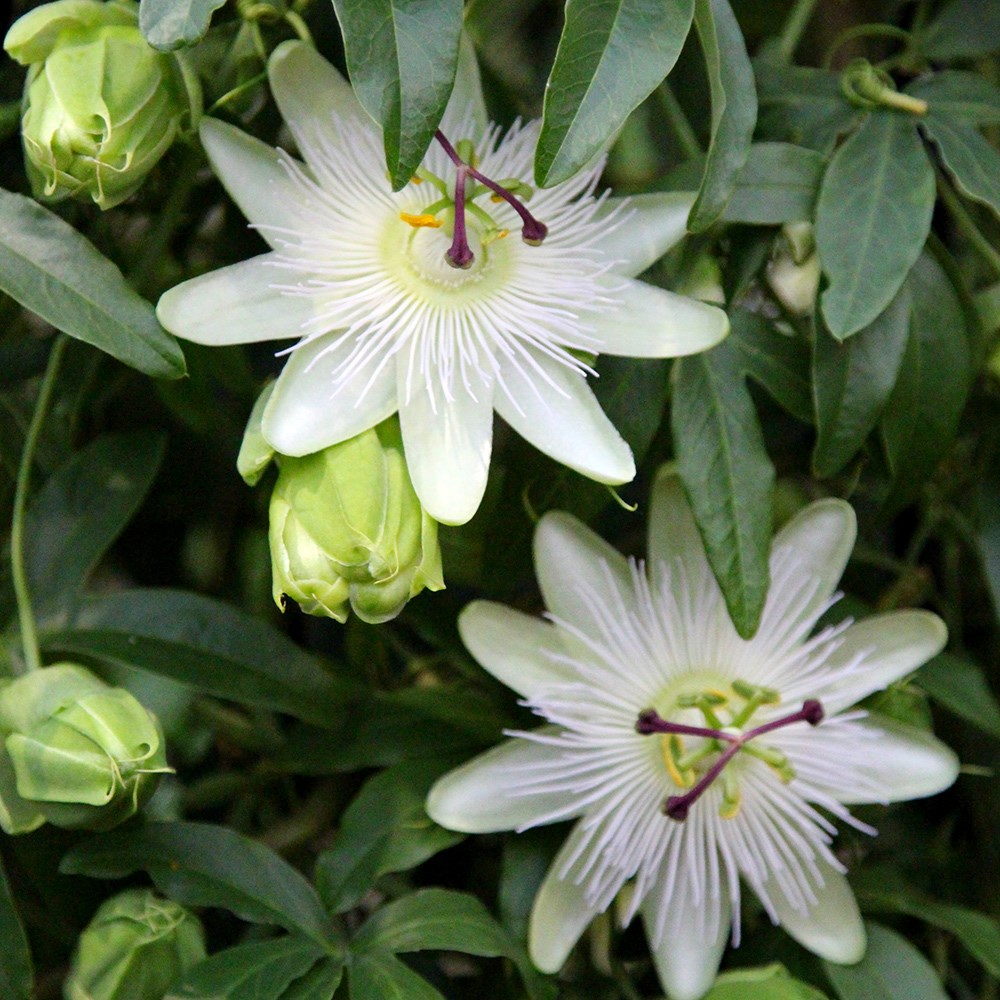 <i>Passiflora caerulea</i> 'Constance Eliott'