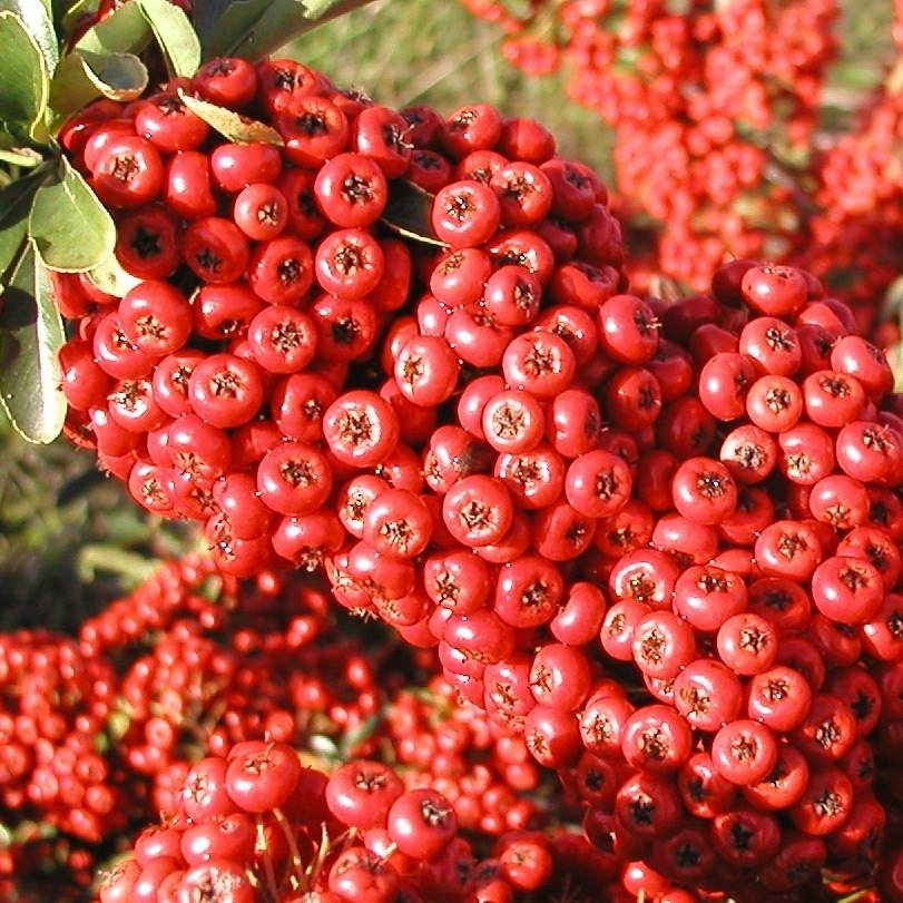 <i>Pyracantha</i> <b class=small-caps>Saphyr Rouge</b> ('Cadrou')