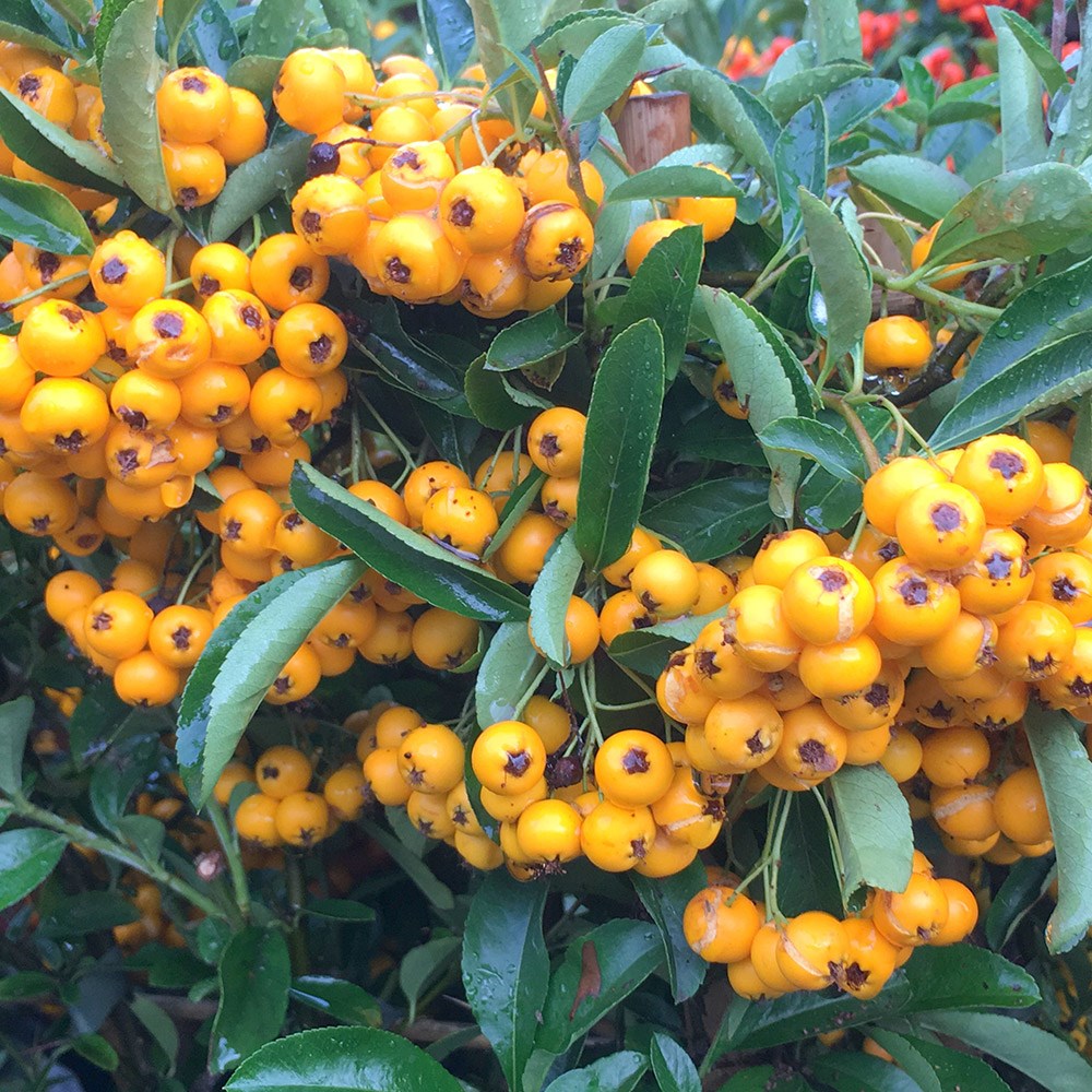 <i>Pyracantha</i> <b class=small-caps>Saphyr Jaune</b> ('Cadaune')