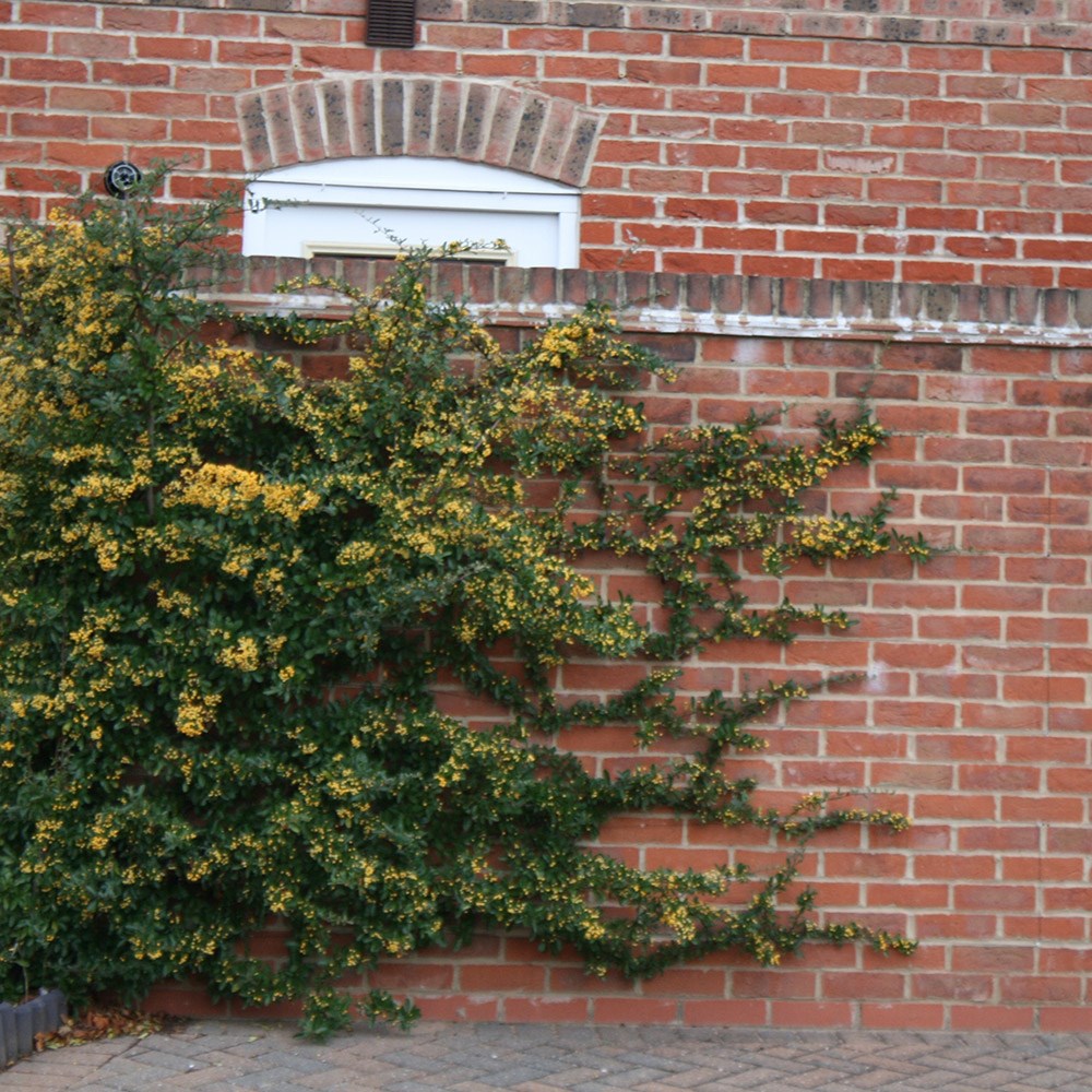 <i>Pyracantha</i> <b class=small-caps>Saphyr Jaune</b> ('Cadaune')
