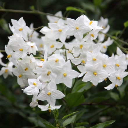 Solanum laxum Album
