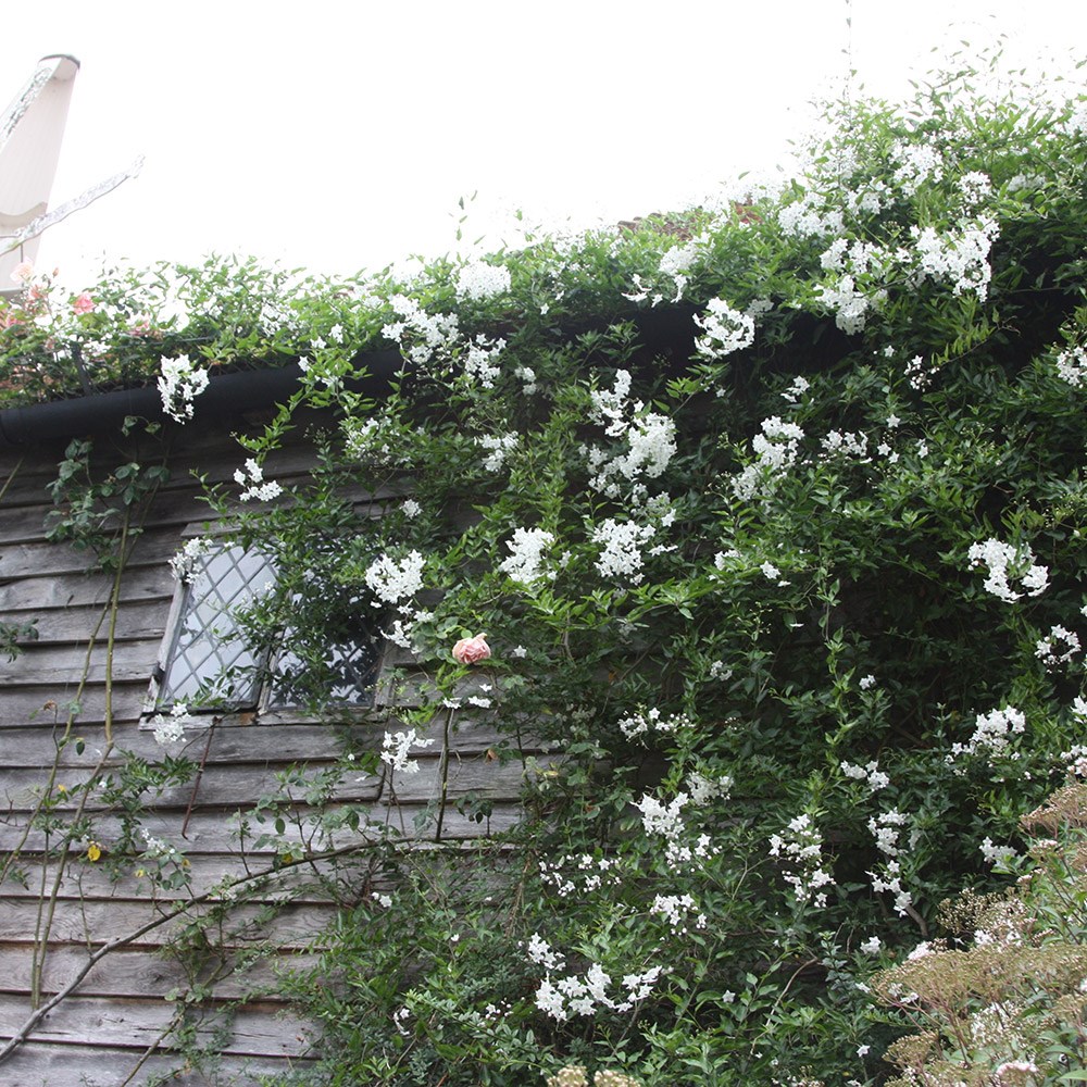 <i>Solanum laxum</i> 'Album'