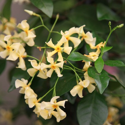 Trachelospermum asiaticum