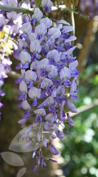 <i>Wisteria floribunda</i> 