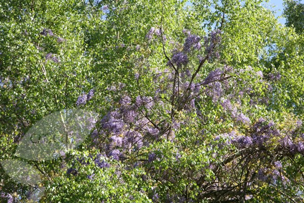 <i>Wisteria floribunda</i> 