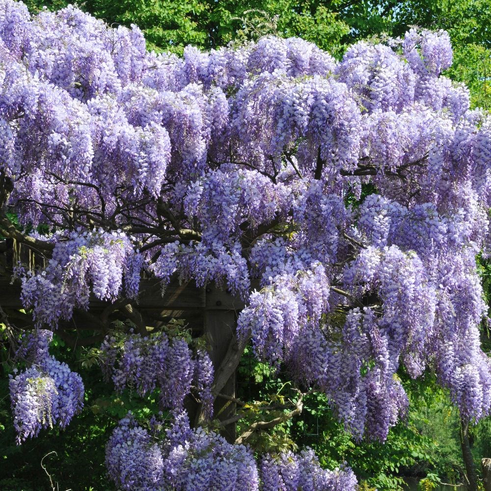 <i>Wisteria sinensis</i> 'Prolific'