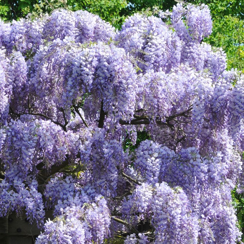 <i>Wisteria sinensis</i> 'Prolific'