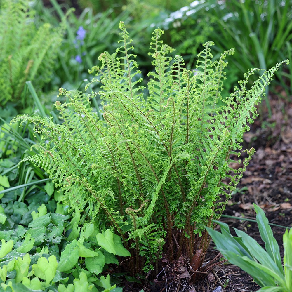 <i>Dryopteris affinis</i> 'Cristata'