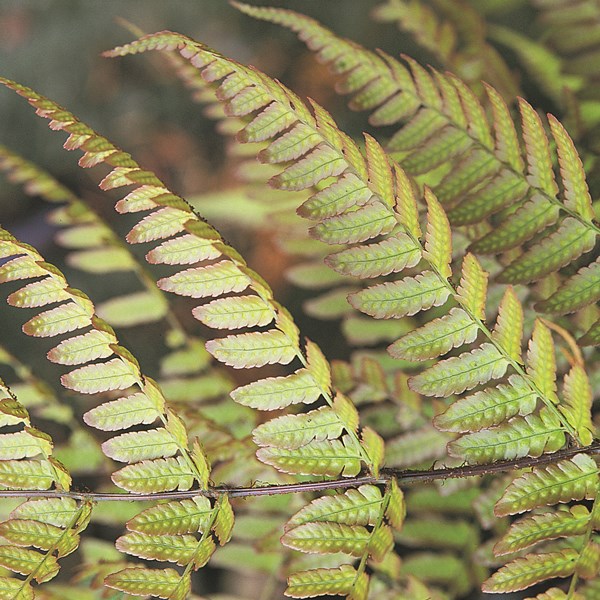<i>Dryopteris erythrosora</i> 