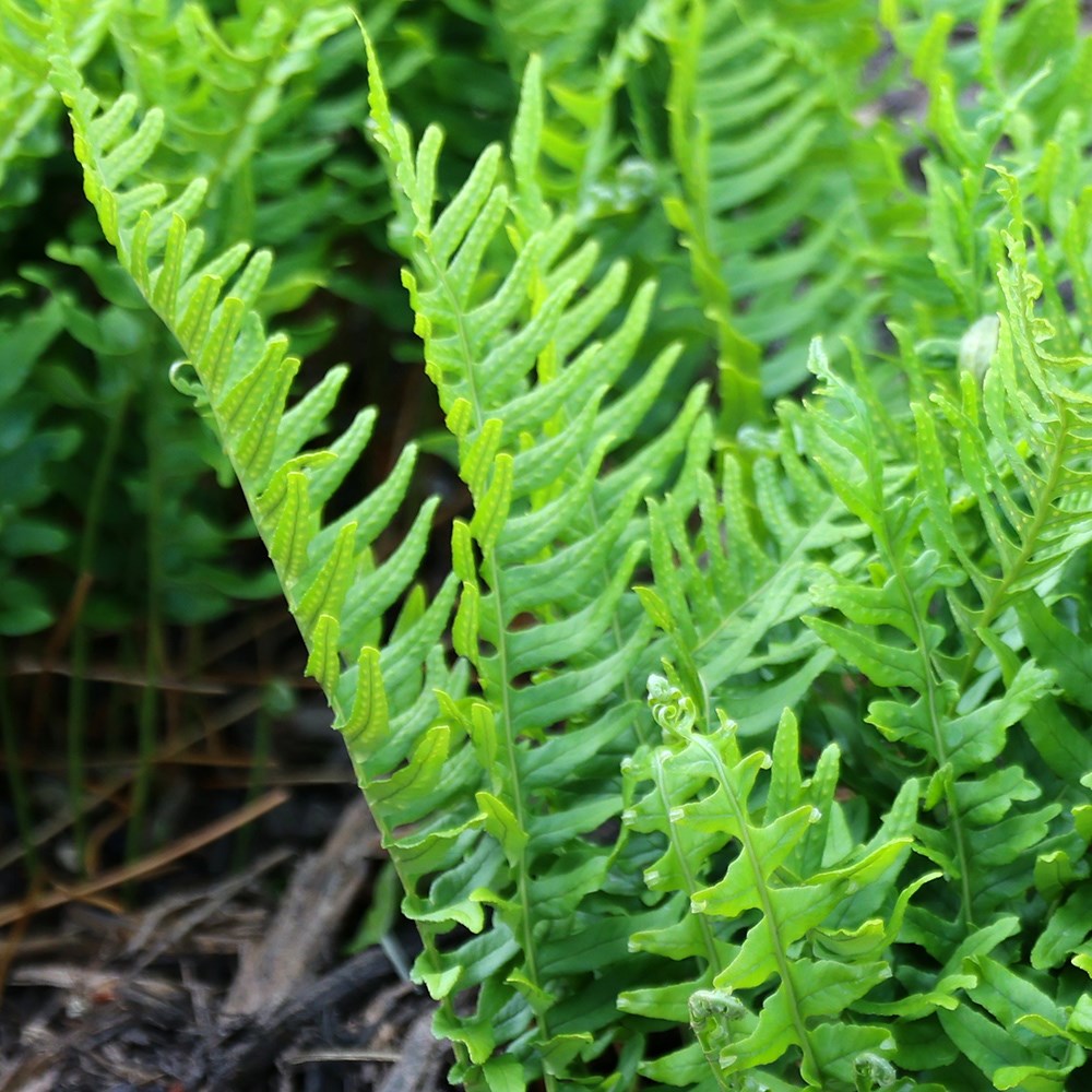 <i>Polypodium vulgare</i> 