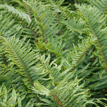 <i>Polystichum munitum</i> 