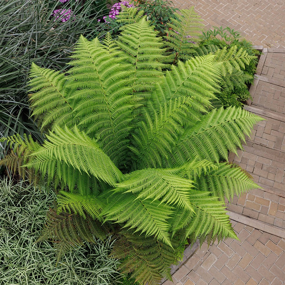 <i>Polystichum polyblepharum</i> 