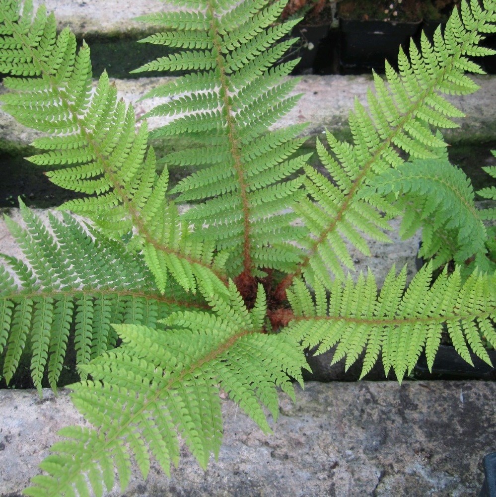 <i>Polystichum setiferum</i> 
