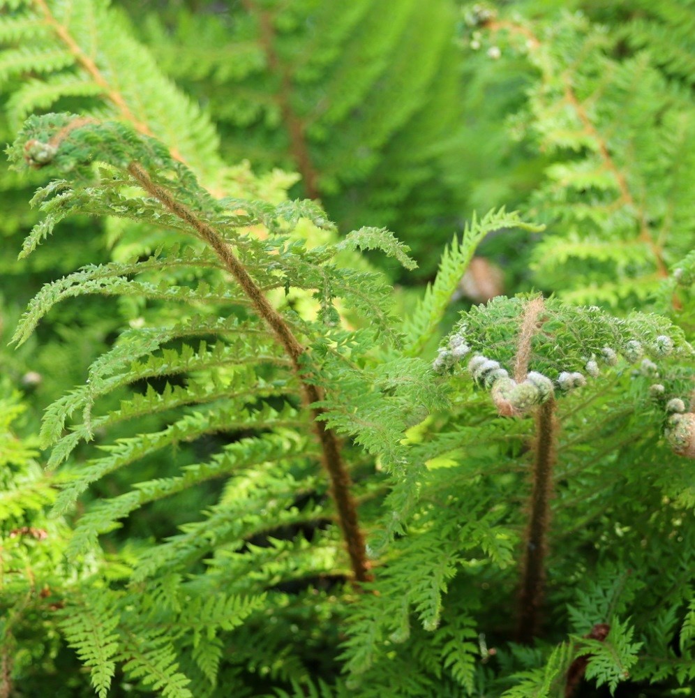 <I>Polystichum setiferum</i> Plumosomultilobum Group