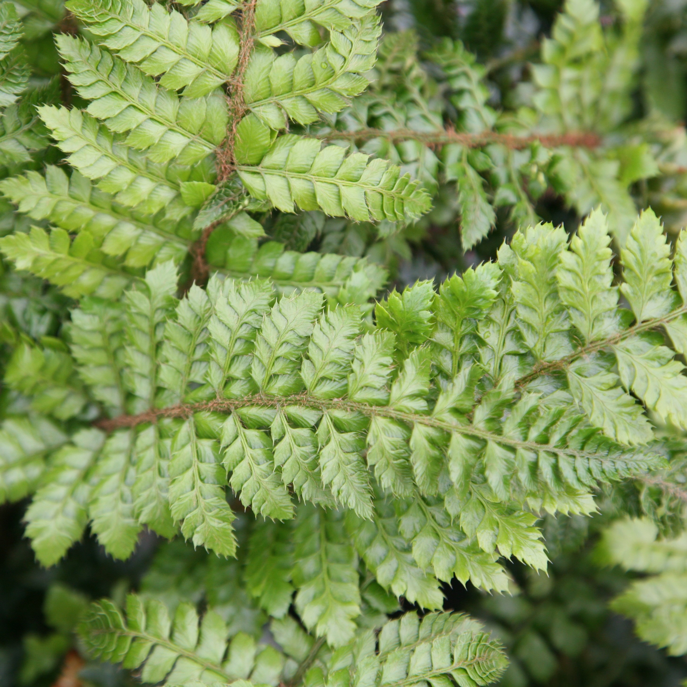 <i>Polystichum setiferum</i> (Divisilobum Group) 'Herrenhausen'