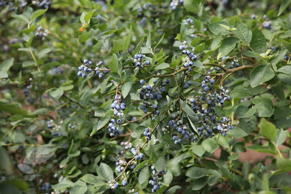 blueberry 'Bluecrop'