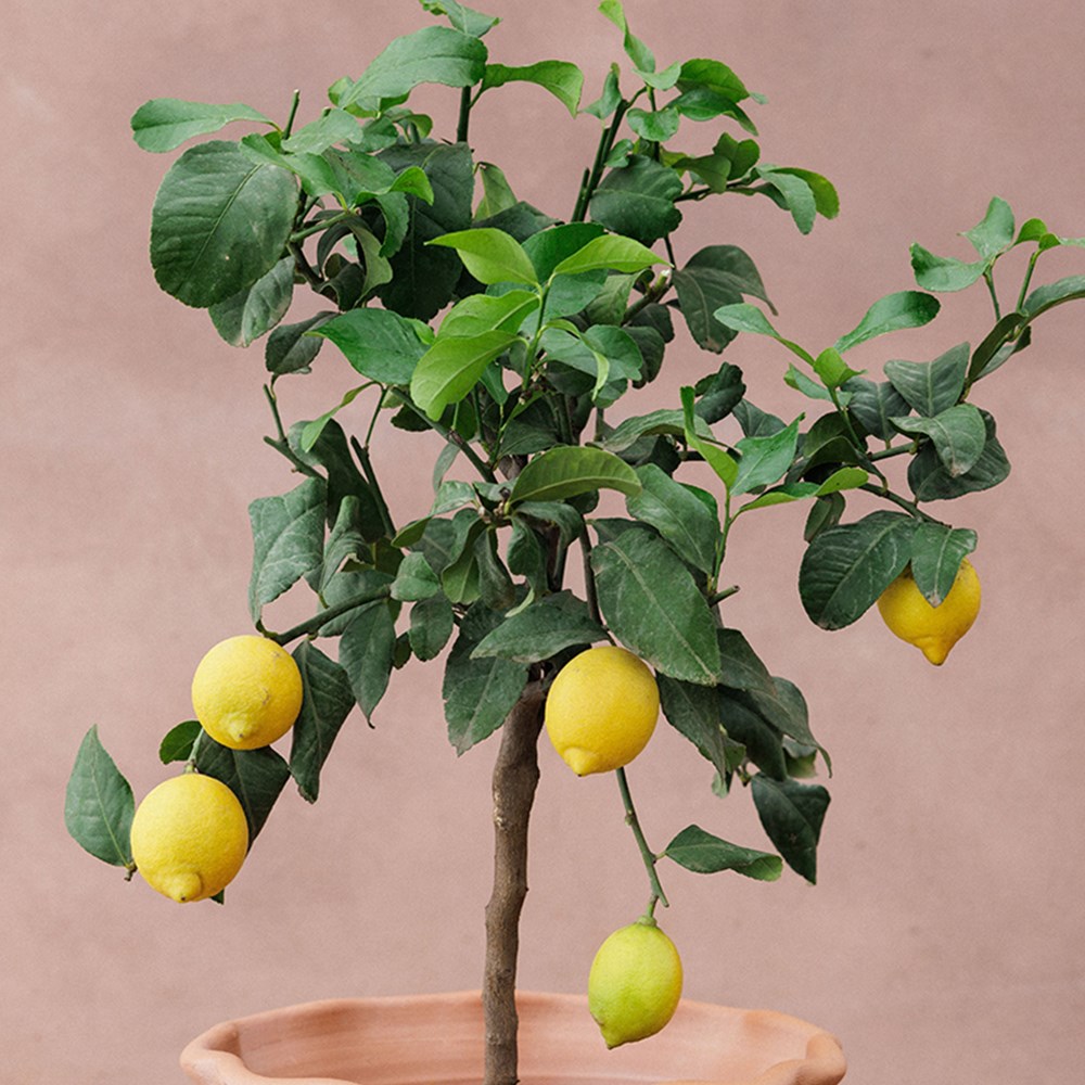 lemon 'Four Seasons'