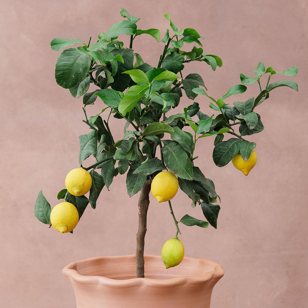 lemon 'Four Seasons'