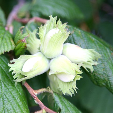 cobnut Kentish Cob
