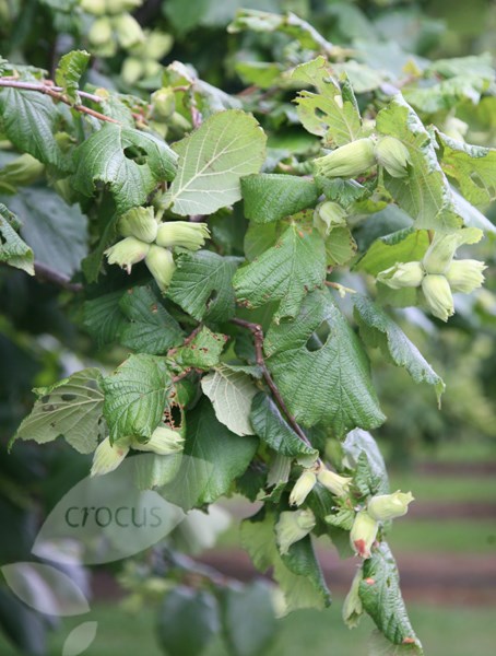 cobnut 'Kentish Cob'